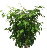 Växt, fikus (150cm)